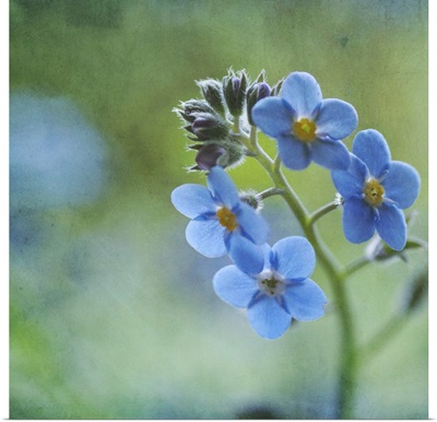 Tiny blue forget-me-not flowers.