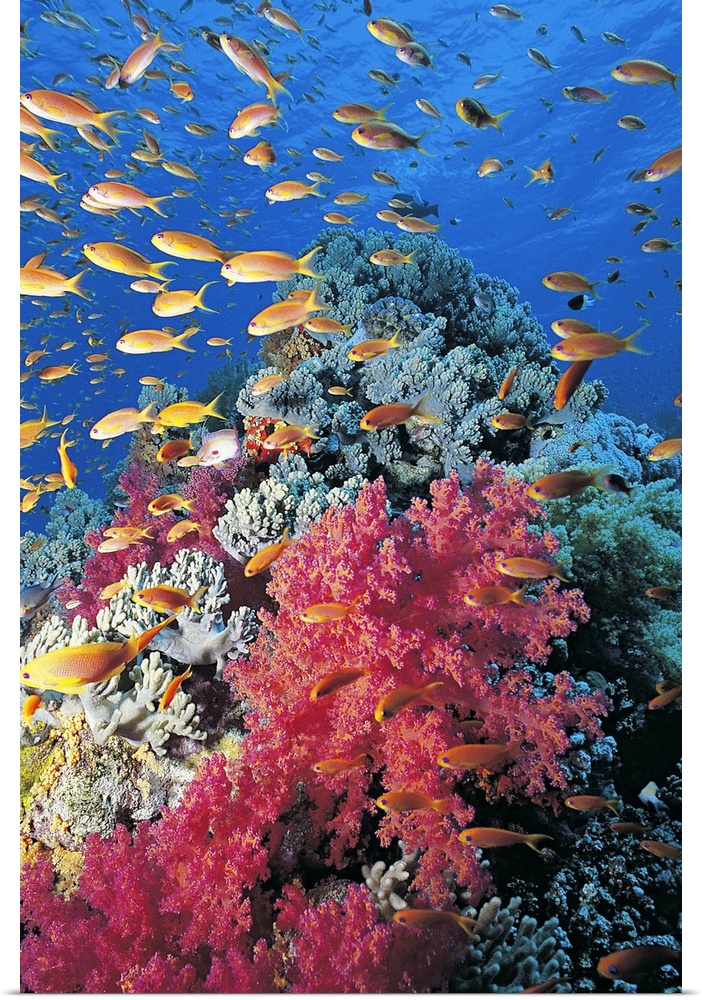 Portrait, large photograph of many tiny Goldie's fish swimming through blue waters, around a large group of coral, includi...