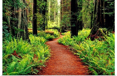 Trail Winding Through Redwoods