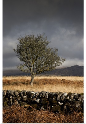 Tree against storm clouds, Dumfries, Scotland