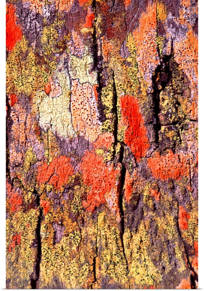 A close up photograph of tree bark with various colors covering the bark.