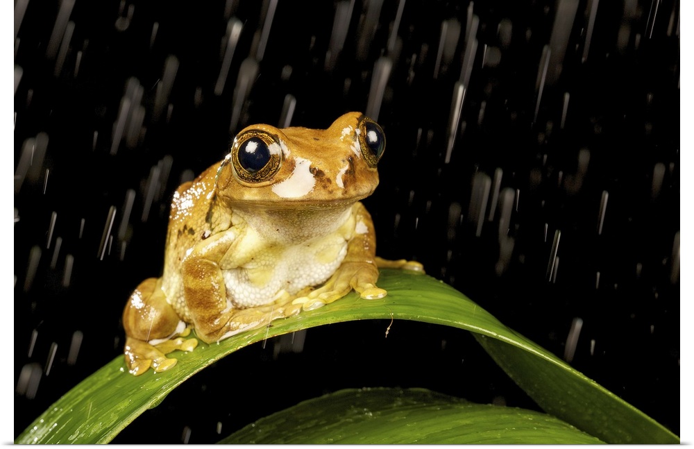 Tree frog on plant at night in rain.