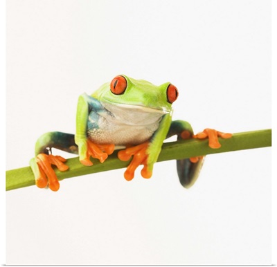 Tree frog on stem