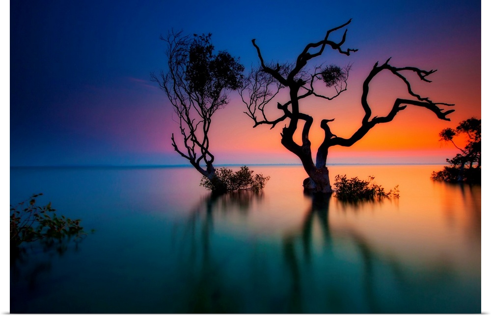 Silhouette of two crooked, twisted trees submerged in water, as the sunlight glows from the edge of the ocean in Queenslan...