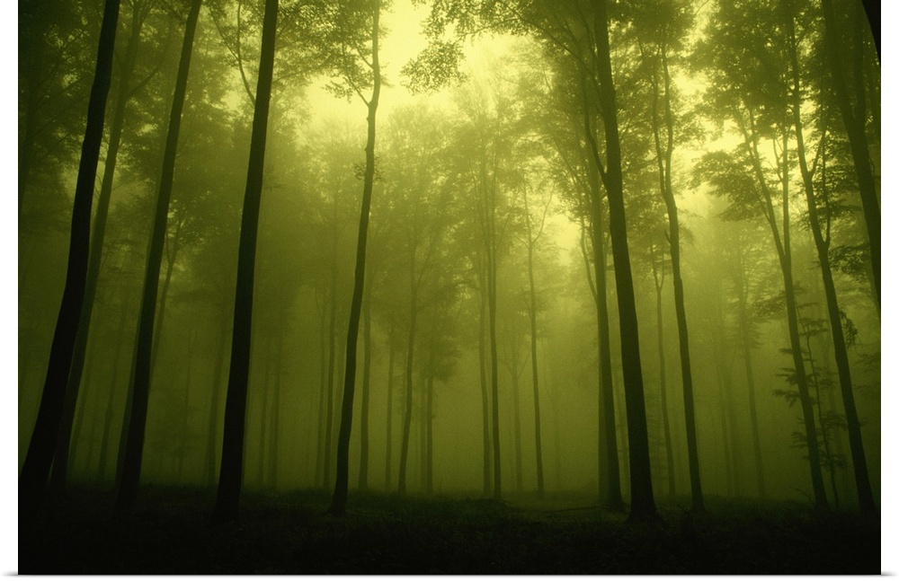 Trees in fog, low angle view