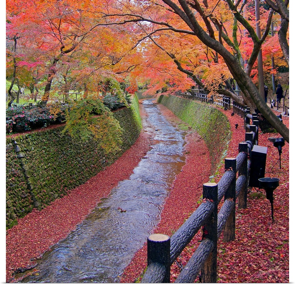 Trees with autumn colors along bending river in Kyoto with red leaves scattered along riverside.