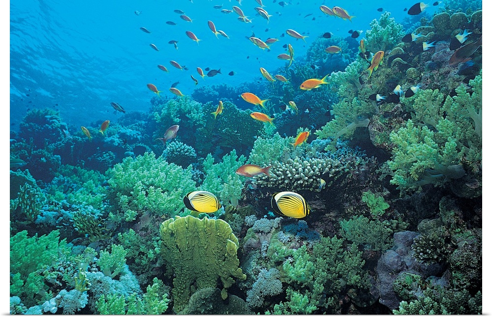 Photograph of underwater sea life with brightly colored fish swimming over coral.