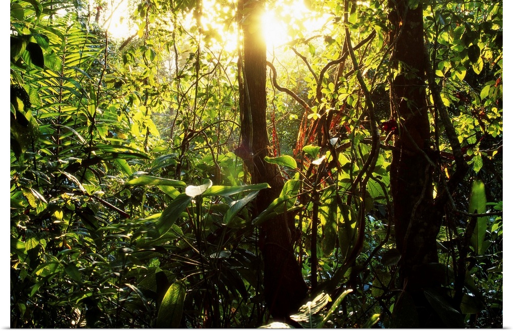 The sun lights up the rainforest in Soberania National Park, near the Panama Canal.