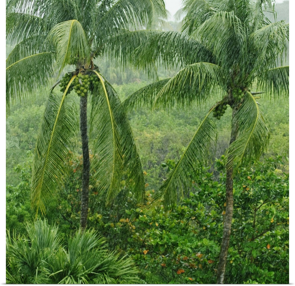 Tropical rainforest, St. Thomas, Virgin Islands