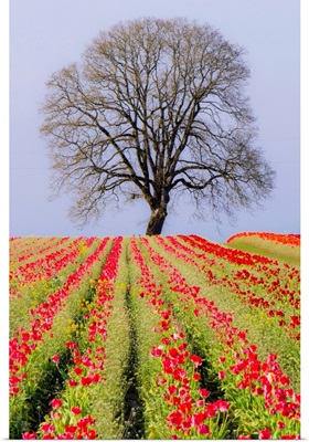 Tulip fields and a lone oak tree located near Woodburn, Oregon