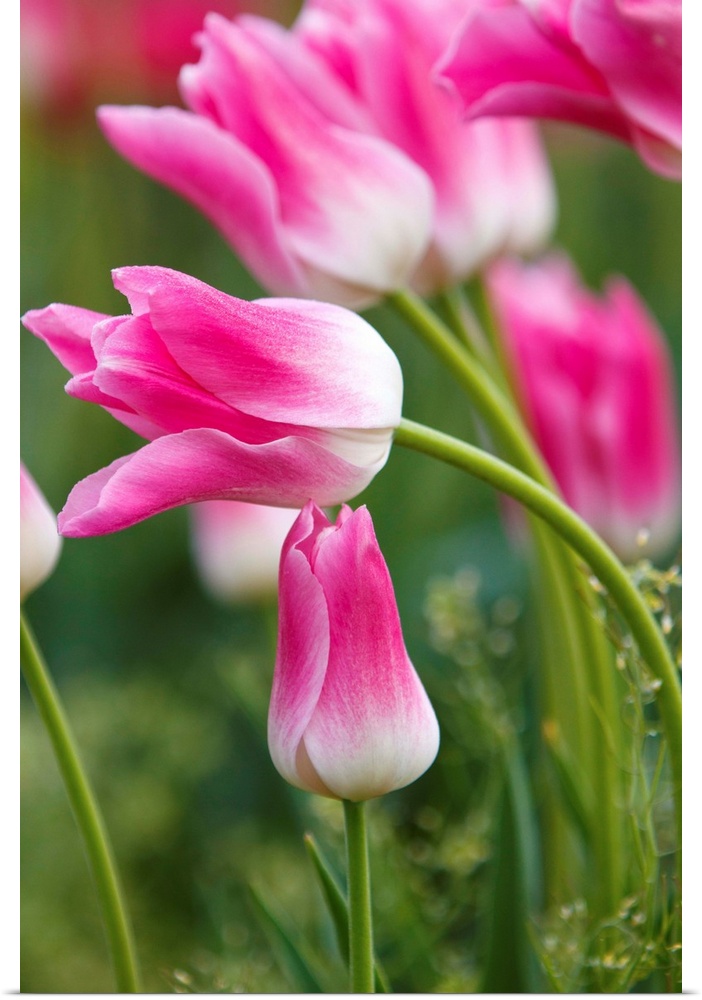 tulips fields, Wooden Shoe Tulip Farm, Woodburn Oregon, United States