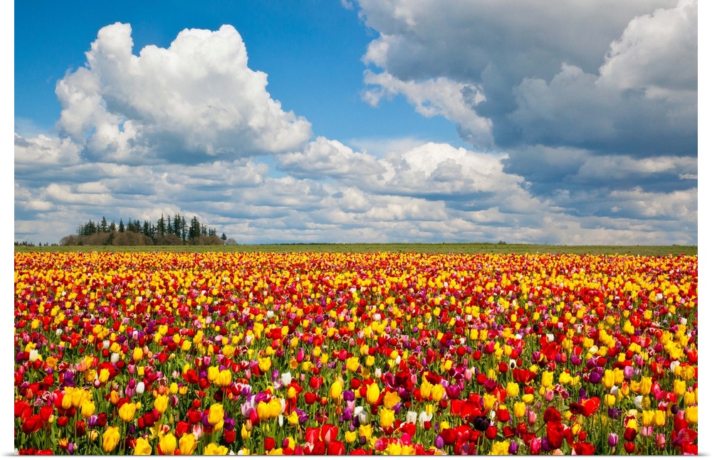 tulips fields, Wooden Shoe Tulip Farm, Woodburn Oregon, United States