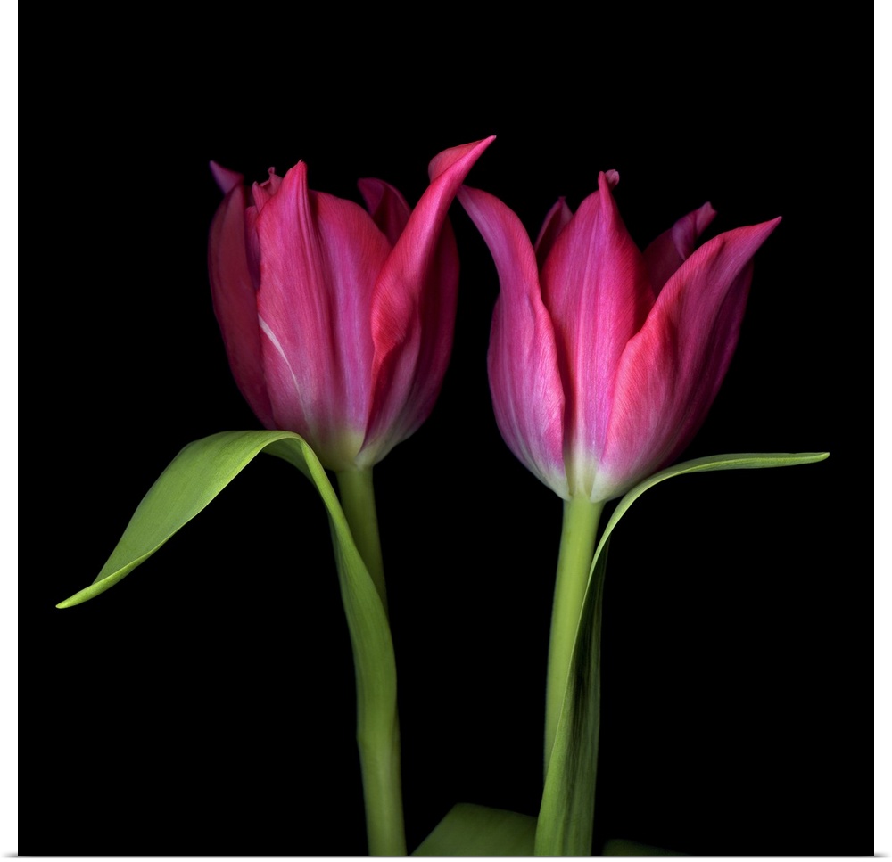 Poster Print Wall Art entitled Tulip flowers | eBay