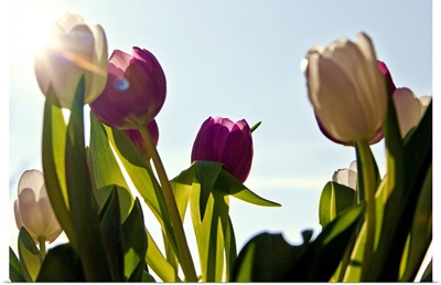 Tulips against blue sky, Germany