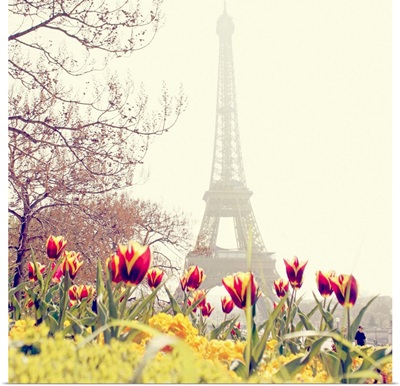 Tulips flowers with Eiffel Tower background, Paris, France