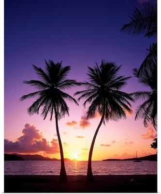 Twin Palms At Sunset