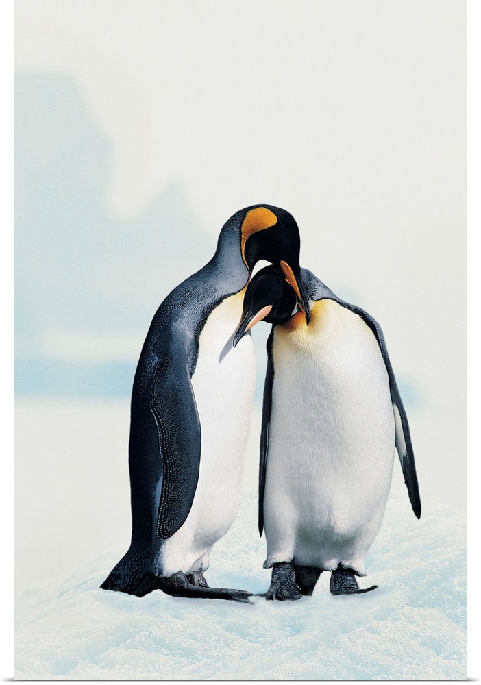 Two affectionate King penguins