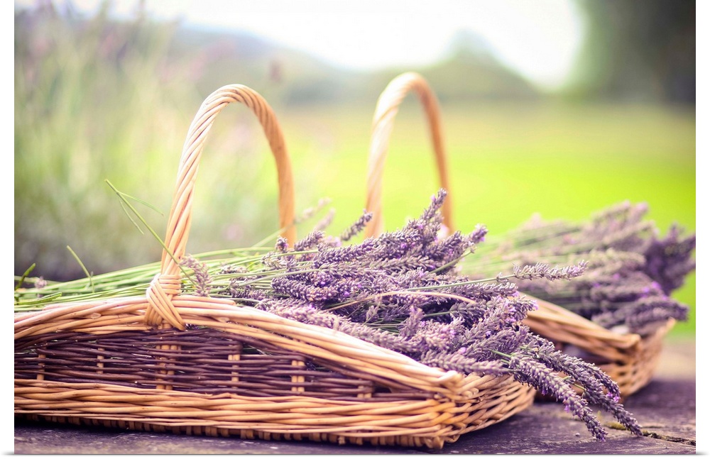 Two baskets full of lavender.