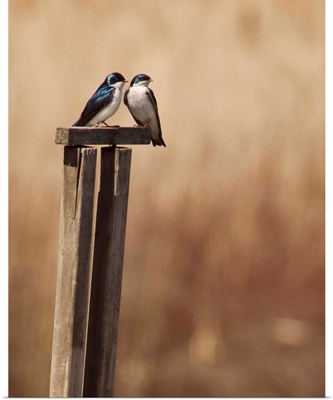 Two cute little tree swallows.