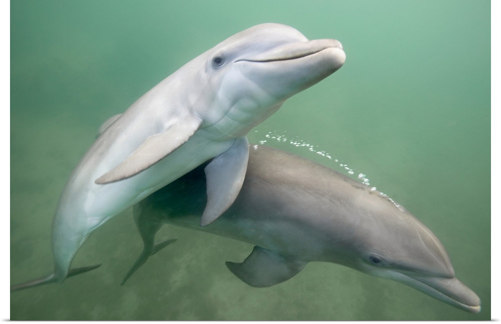 Two Dolphins underwater.
