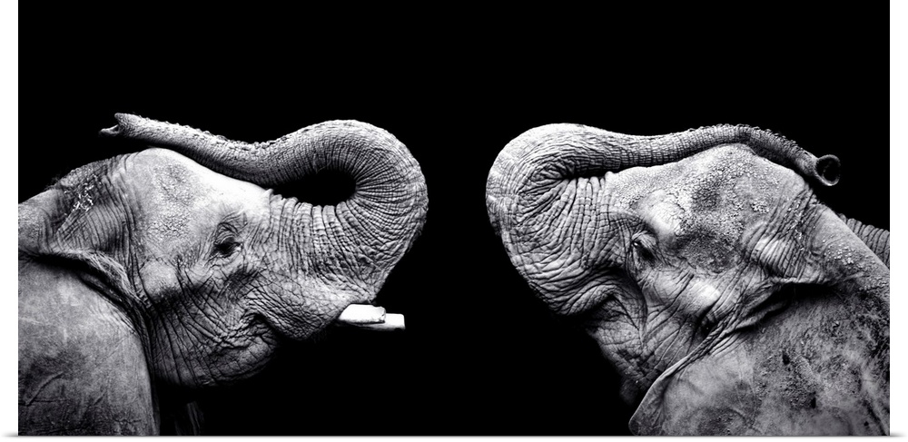 Panoramic photo print of the profile view of two elephants facing each other on a dark background.