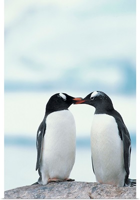 Two Gentoo Penguins touching beaks