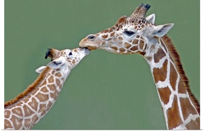 Two giraffes at Calgary Zoo, Canada.