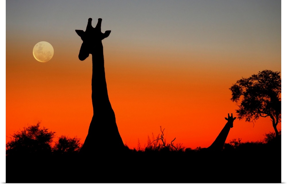 Two Giraffes (Giraffa camelopardalis) in the Savuti area of Botswana as the sun sets and the moon rises