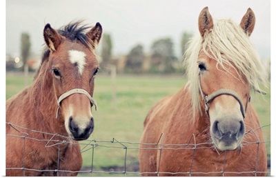 Two Horses behind a wired fence