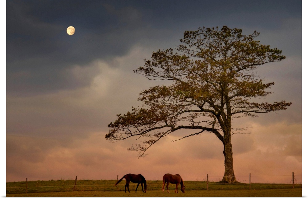 Large landscape photograph of two horses in the moonlight,  grazing in a vast field beneath a single tree, against a cloud...