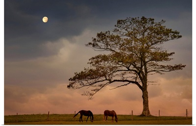 Two horses grazing on hilltop pasture under lone tree in early evening