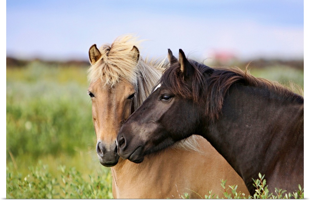Huge photograph taken of a couple horses caressing each other as they stand in a field.  The intense focus of the horses i...