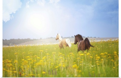 Two horses running in summer field.