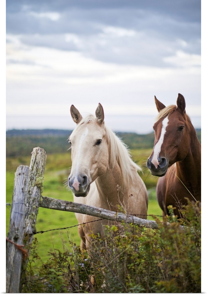 This vertical piece is a photograph taken of two horses as they stand behind a wooden fence. The clouds above appear stormy.