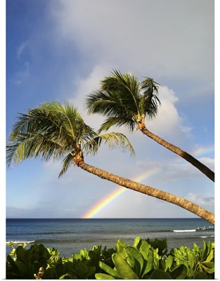 Two palm trees on beach and rainbow over sea in background at Hawaii.