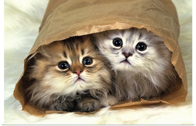 Two Persian Cats In a Little Paper bag, Looking at Camera, High Angle View