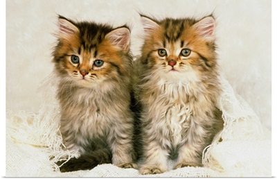 Two Persian Cats Sitting on a White Fluffy Blanket, Looking Sideways, Front View
