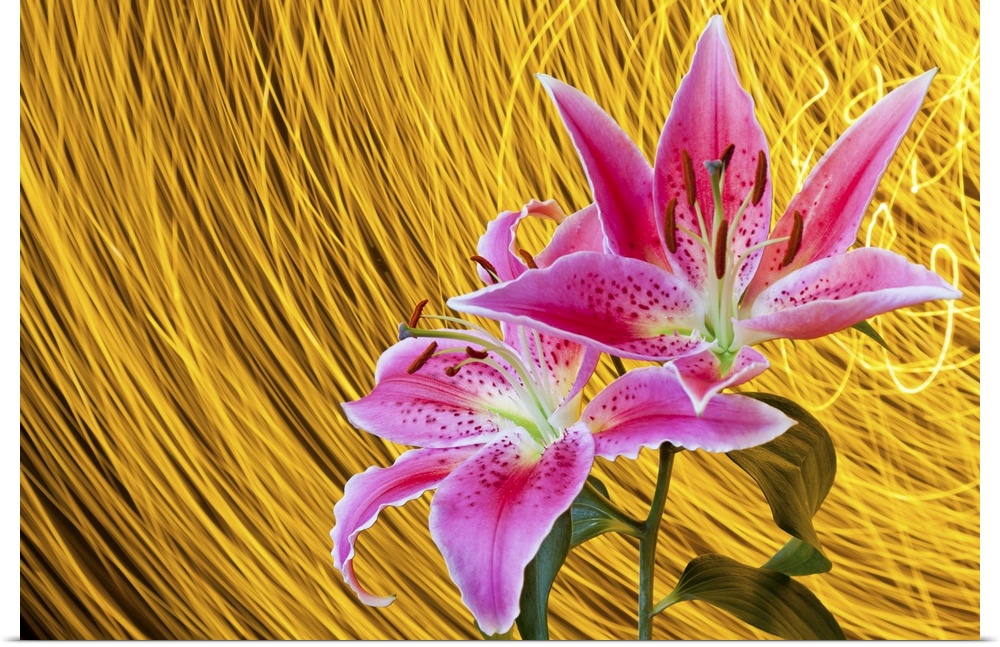 Two pink stargazer lilies with flash indoors.  Spinning light trails behind create star trail effect in background.