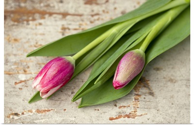 Two pink tulip buds lying on aged wood.