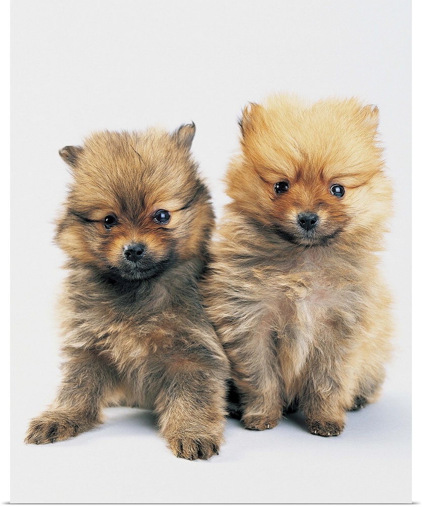 Two Pomeranian puppies