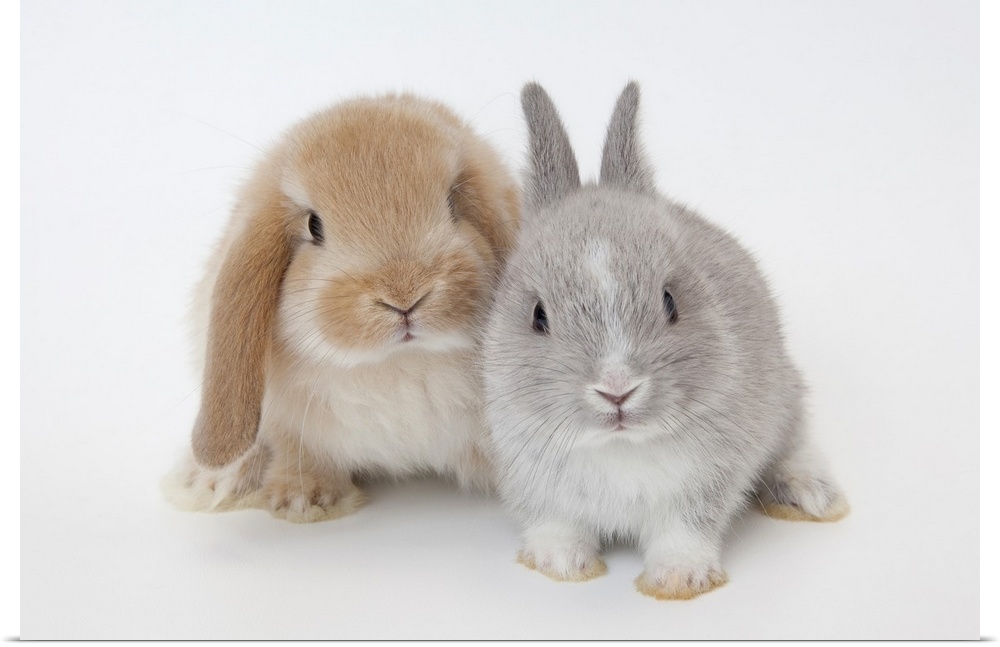 Two rabbits.Netherland Dwarf and Holland Lop.