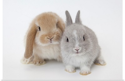 Two rabbits, Netherland Dwarf and Holland Lop.
