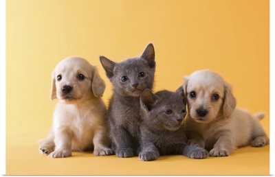 Two Russian Blue Kittens and Two Dachshund Puppies
