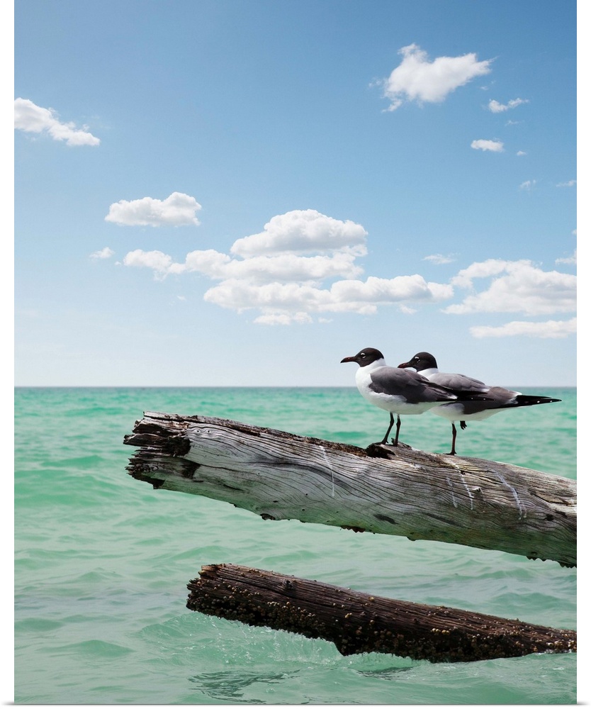 Two seagulls sitting on a dead tree sticking out of the water on location at Sarasota Florida  for Vacation, Freedom, Care...