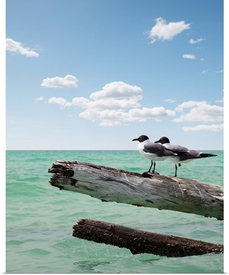 Two seagulls sitting on a dead tree sticking out of the water at Sarasota, Florida