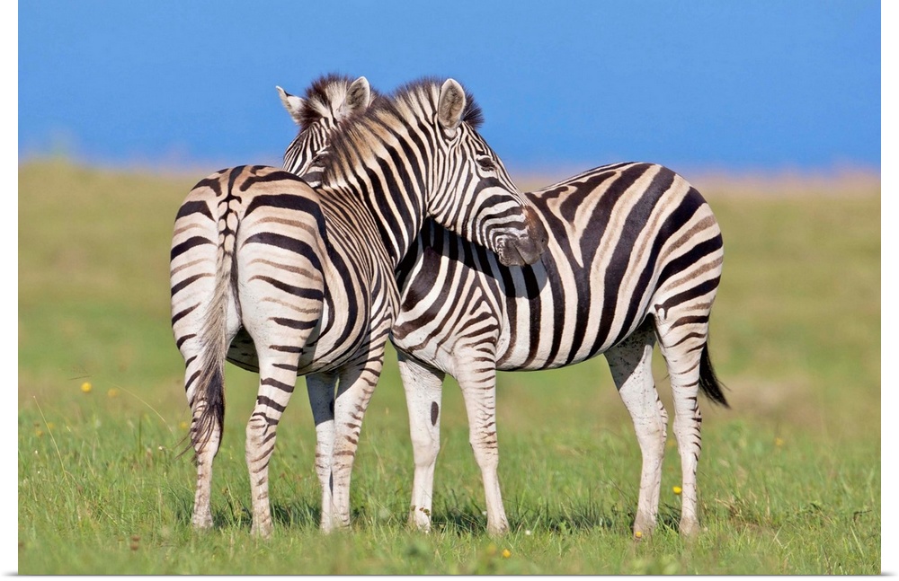 Two Plains zebra (Equus quagga) on coastal plains, Mkambathi Game Reserve, Transkei Coast, Eastern Cape Province, South Af...