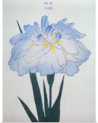 U-Chu Book Illustration Of A Light Blue Iris