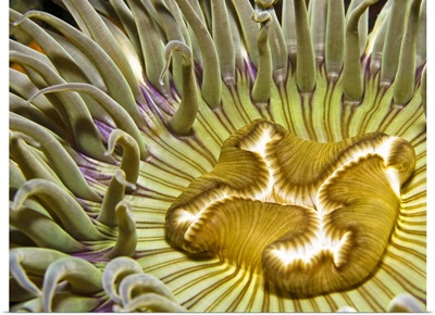Underwater anemone, Santa Barbara, California, USA