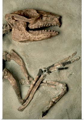 Upper Body Of Notoungulata Fossil