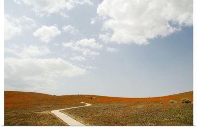 USA, California, Antelope Valley, walking trail in California Poppy Reserve